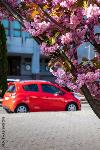 Cherry blossoms in the city square in the city of Khmelnytskyi.