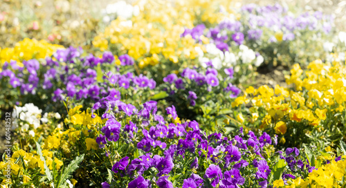 Colorful Viola flower bed. Blurred natural floral multicolored background. Banner. Selective focus.