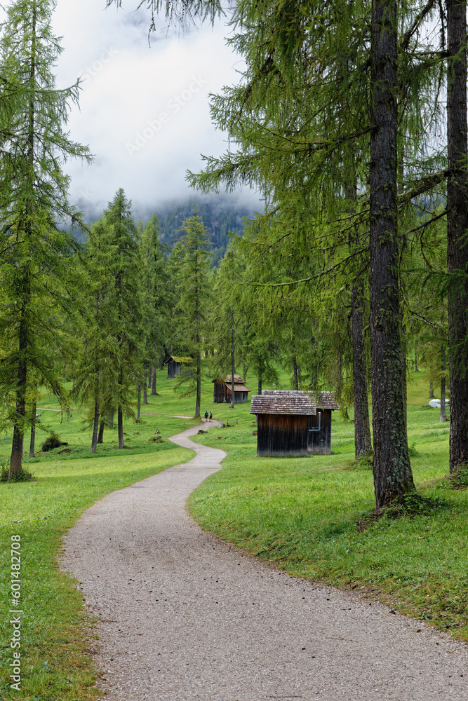 Mountain meadows and larch forest with wooden farming huts, Alps, South Tyrol, Italy, Europe