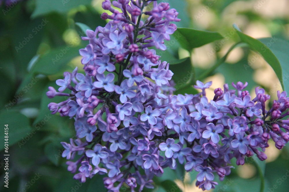 flowers in the garden