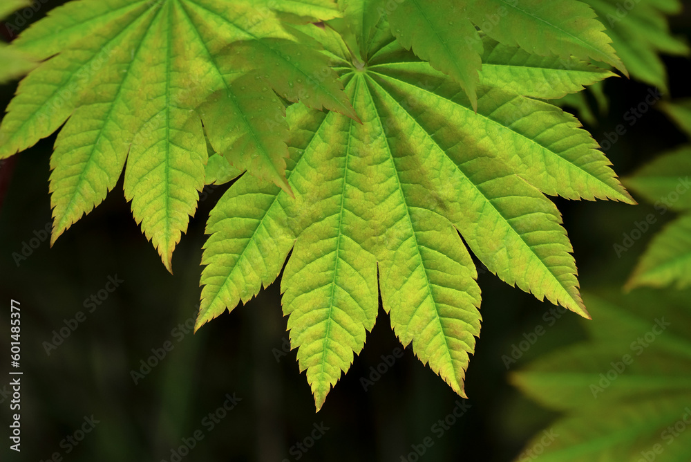 Japanese maple leaves macro in fresh spring colour Japanese maple leaves macro in fresh spring colour