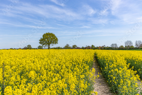 Blühendes Rapsfeld

