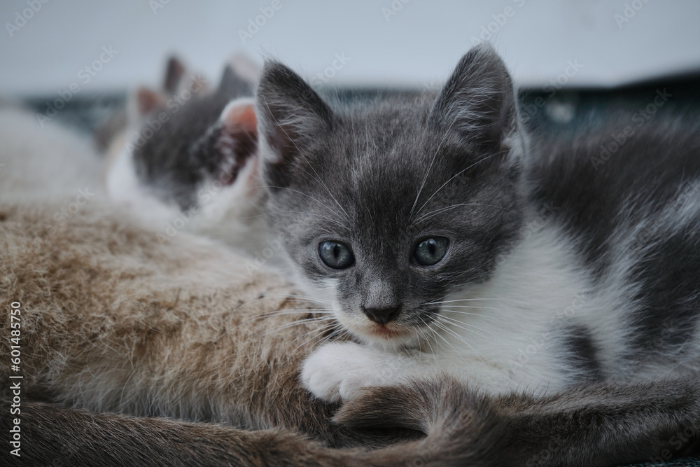 Obraz premium A group of small gray white kittens of the same litter. A gray young cat looks with big eyes at a close-up portrait. Young street cats lie with their mother cat and eat milk.