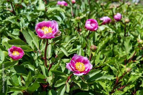 Flores en una planta de peonias  Paeonia lactiflora