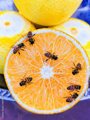 Honey bees and oranges