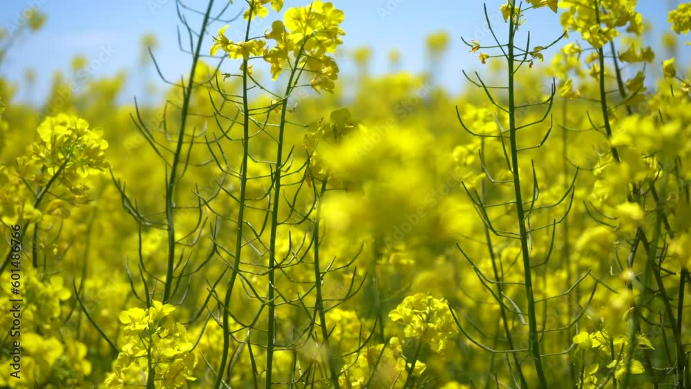 Golden canola field at windy sunny day close-up Golden canola field at windy sunny day close-up