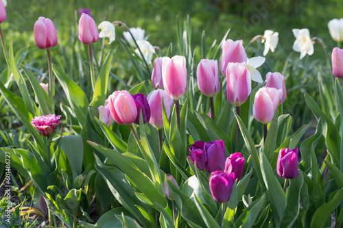 Spring banner  tulip bloom  pink and purple tulip flowers on a spring flower bed in sunny day