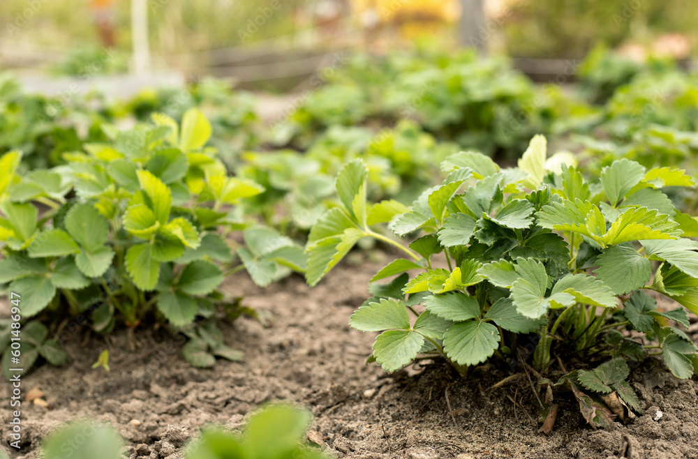 young strawberry bushes in the garden in spring