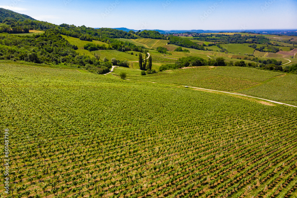Vineyards on hills, Jura region France.