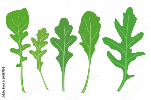 Vector Illustration of Arugula Rocket Rucola Fresh Salad Green Set