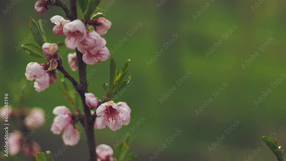 apricot tree blossom close-up, spring apricot tree blossom close-up, spring