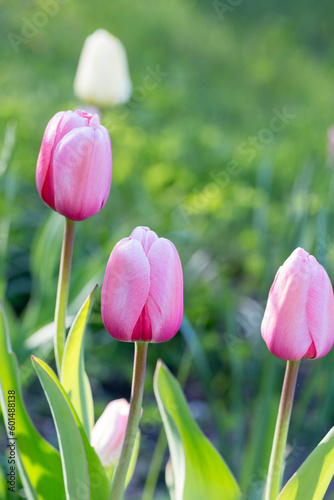 Pink Tulips Pink impression, tulipan Darwina close up in garden photo