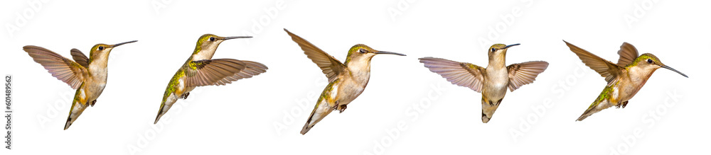 Fototapeta premium Five views of a young male Ruby throated Hummingbird - Archilochus colubris - isolated cutout on white background, great feather detail, gorgets starting to become visible