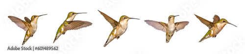Five views of a young male Ruby throated Hummingbird - Archilochus colubris - isolated cutout on white background, great feather detail, gorgets starting to become visible photo