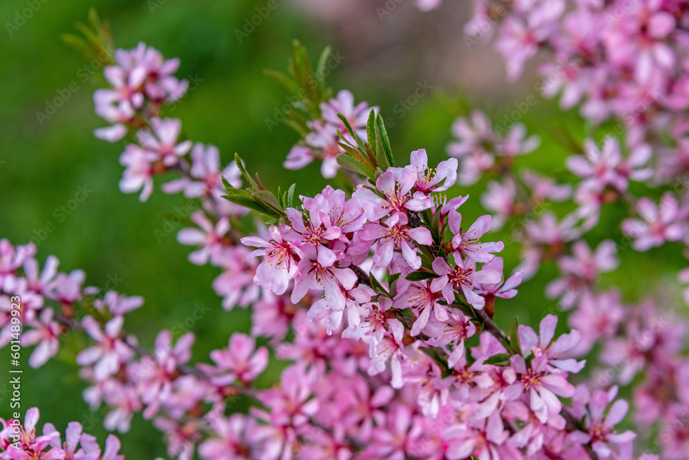 Bush of prunus tenella or steppe almond blossoms pink flowers in spring as natural background. Bush of prunus tenella or steppe almond blossoms pink flowers in spring as natural background.