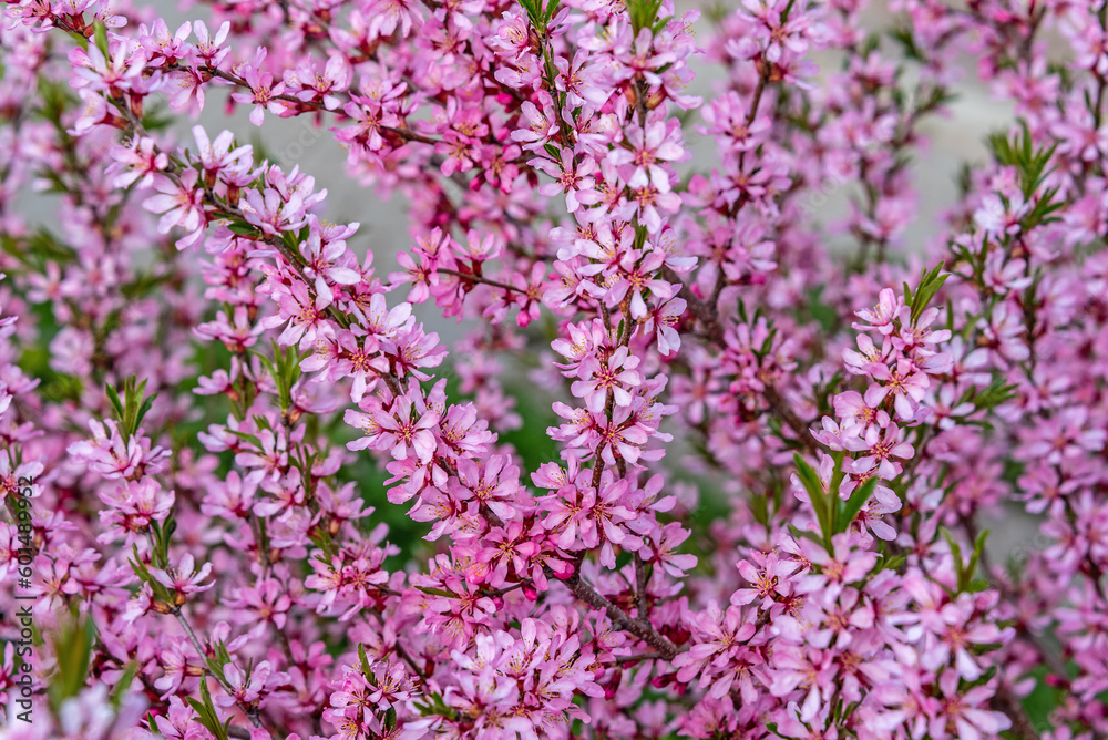 Bush of prunus tenella or steppe almond blossoms pink flowers in spring as natural background. Bush of prunus tenella or steppe almond blossoms pink flowers in spring as natural background.