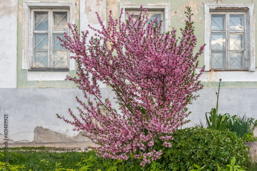 Bush of prunus tenella or steppe almond blossoms pink flowers in spring as natural background. photo