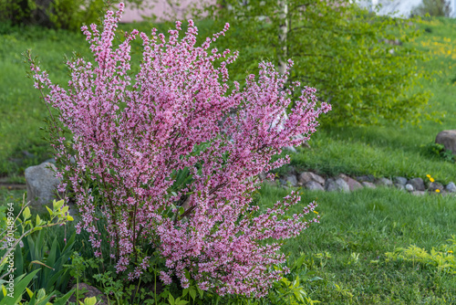Bush of prunus tenella or steppe almond blossoms pink flowers in spring as natural background.