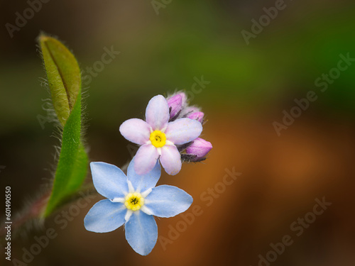 The wood forget-me-not (Myosotis sylvatica) flourishing with two small flowers. One in light blue second one in purple color. On the blurred forest background.