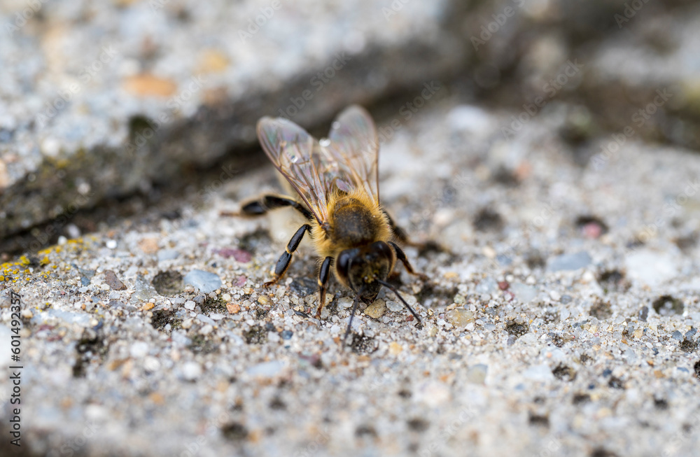 Detail of a bee on concrete floor Detail of a bee on concrete floor