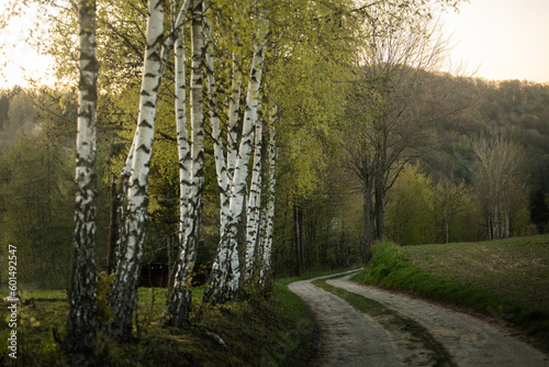 Fototapeta Naklejka Na Ścianę i Meble -  Wiosenny krajobraz 