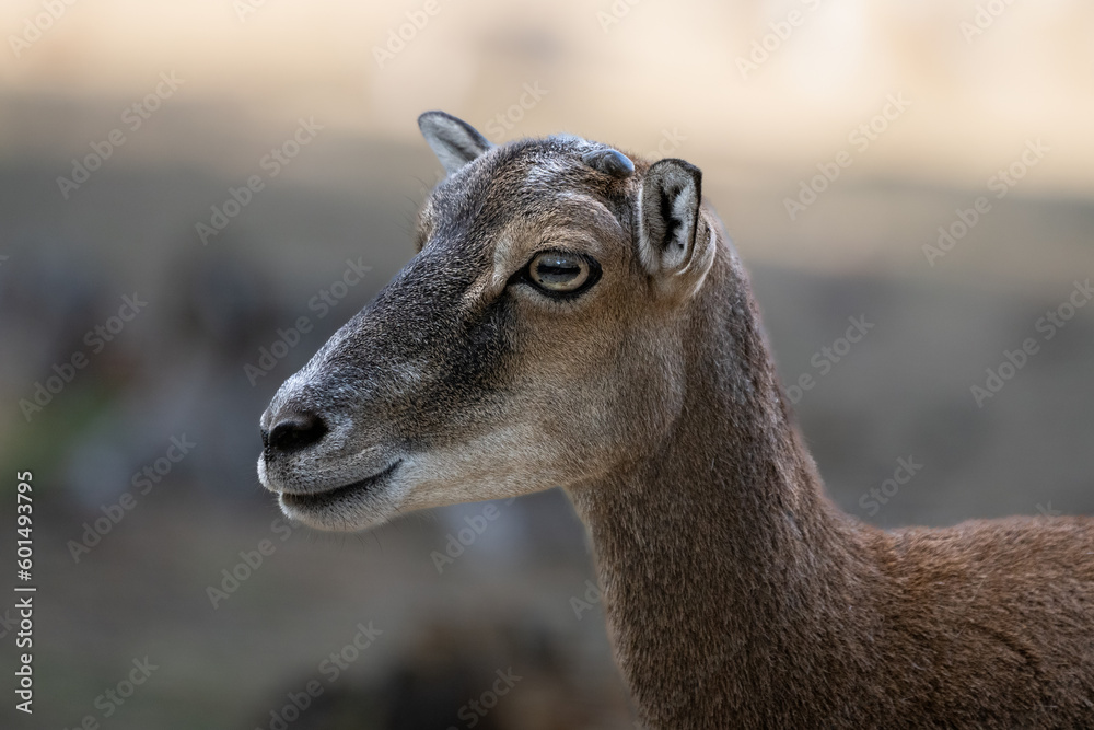 Portrait einer Hirschkuh Portrait einer Hirschkuh