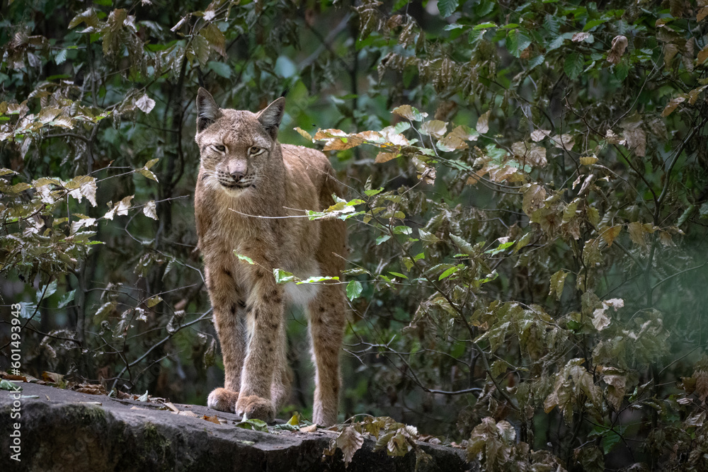 Naklejka premium Luchs in seinem Versteck 