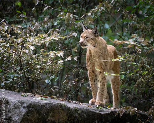 Canvas Print Luchs schaut sich im Wald um