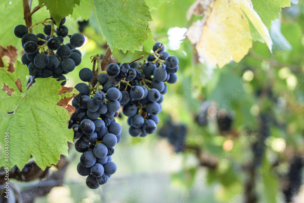 Cosecha de uvas / vendimia /viñedo Cosecha de uvas / vendimia /viñedo