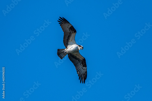 Osprey Flying Over Pond