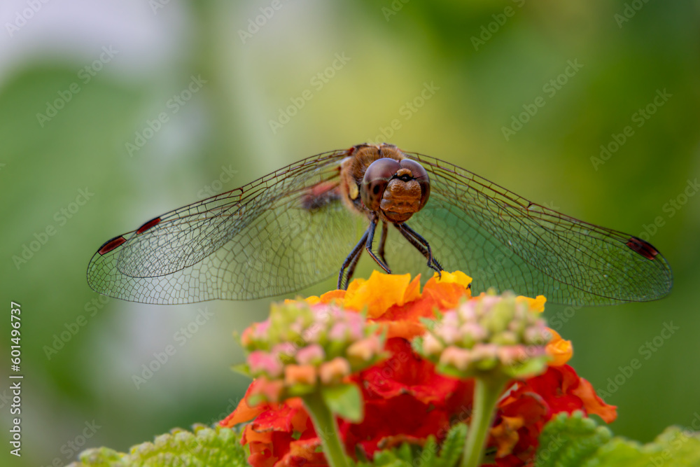Libelle auf einer Wandelröschen Blüte Libelle auf einer Wandelröschen Blüte