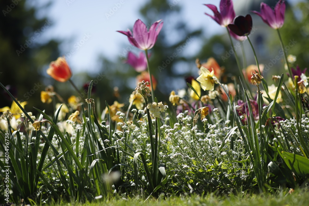 Naklejka premium Tulipany kwitnące w parku wiosną