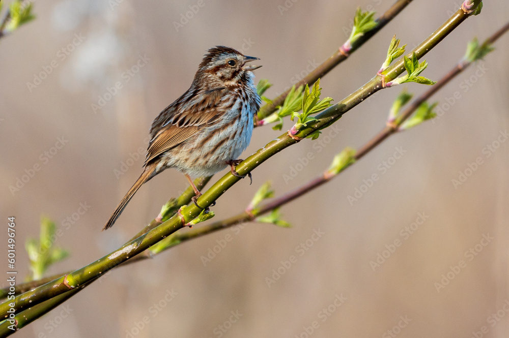 Clay-colored Sparrow Singing on Stem Clay-colored Sparrow Singing on Stem
