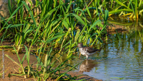Spatted Sandpiper Foraging for Food