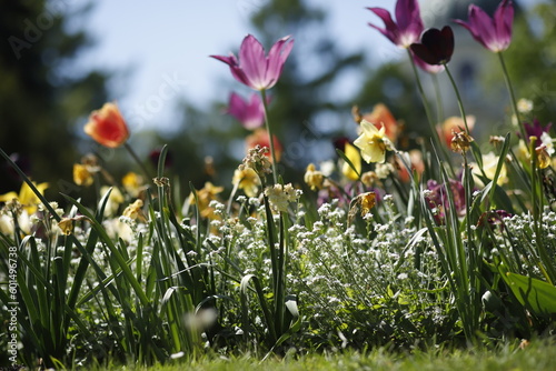 Tulipany kwitnące w parku wiosną © Seance_Photo_Sylwia