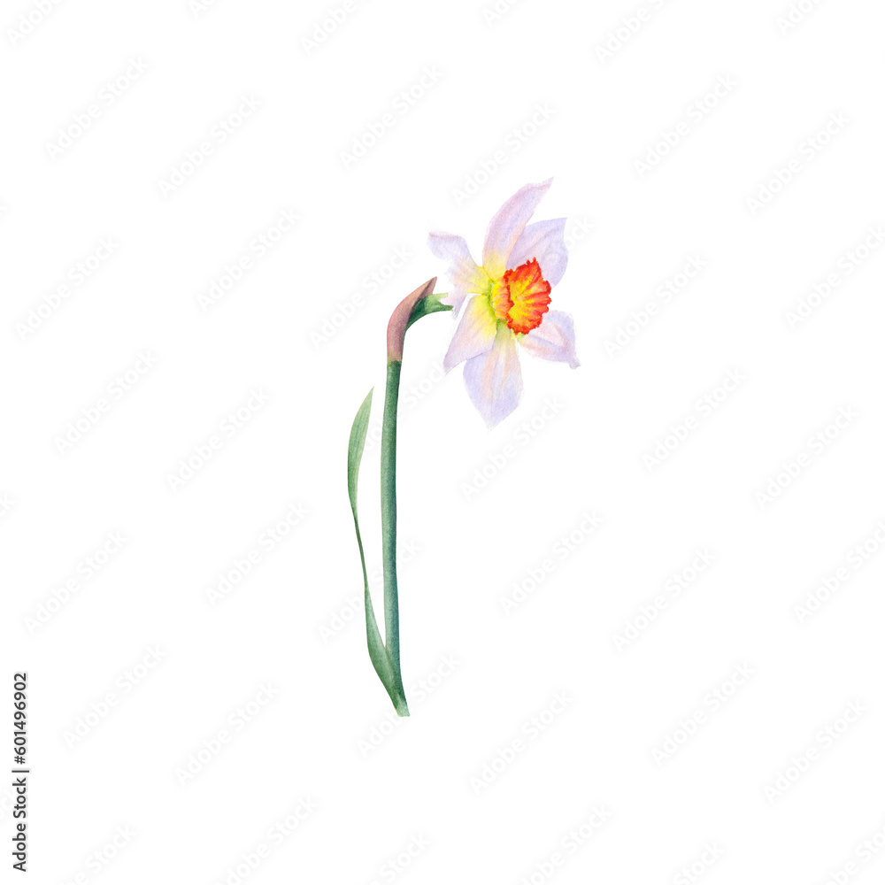Watercolor daffodil isolated on transparent background, botanical illustration. Hand drawn.