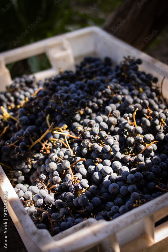 Cosecha de uvas / vendimia /viñedo Cosecha de uvas / vendimia /viñedo