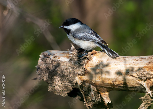 Black-capped Chickadee Perched on Branch