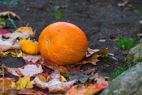 Pumpkin on the ground with autumn leaves in the garden.