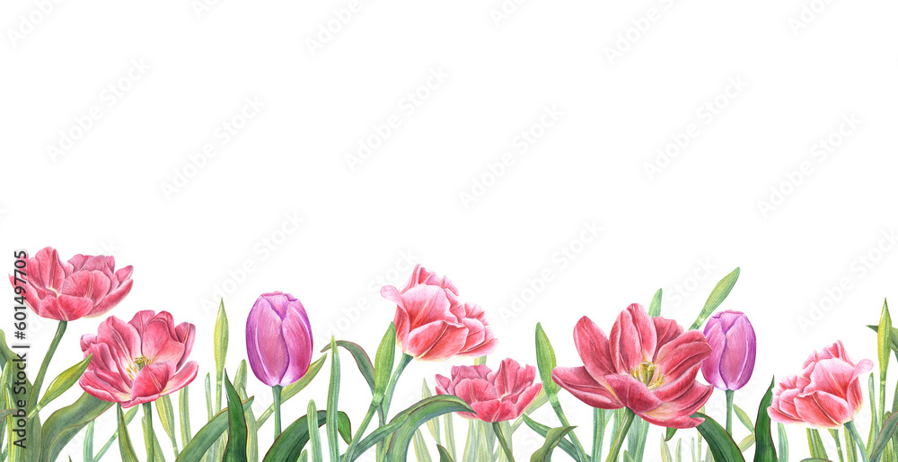 Floral seamless horizontal border with pink tulips isolated on transparent background. Panoramic spring illustration for fabric, textile, wrapping, banners, covers.