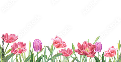 Floral seamless horizontal border with pink tulips isolated on transparent background. Panoramic spring illustration for fabric  textile  wrapping  banners  covers.