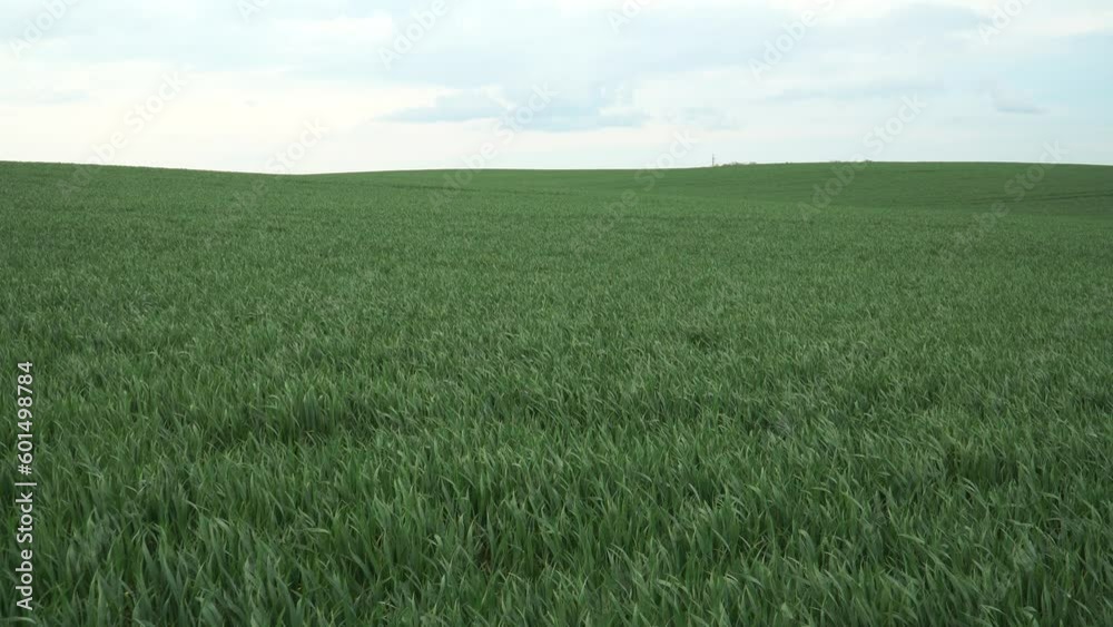 Farmland green field panoramic view with young grain crops seedlings. The agriculture industry theme. An agricultural land scene of Latvia country. Farmland green field panoramic view with young grain crops seedlings. The agriculture industry theme. An agricultural land scene of Latvia country.