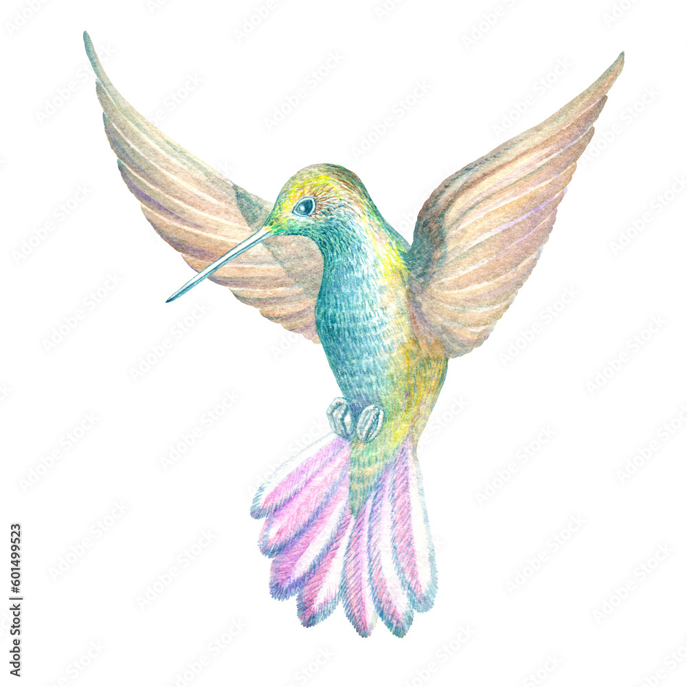 Obraz premium Watercolor illustration of a hummingbird in flight. A bird of paradise. Handmade work. Isolated.