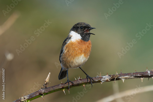 Singing European stonechat - Saxicola rubicola male perched with colorful background. Photo from nearby Baltimore in Ireland.