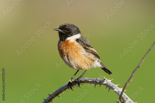 European stonechat - Saxicola rubicola male perched with green background. Photo from nearby Baltimore in Ireland.