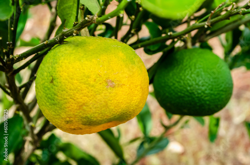 A Ripe and a Green Tangerine 