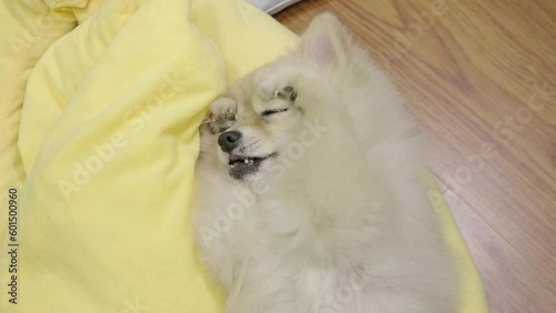 4k video, Playful puppy lies on the grounds of the house and scratching his face because it itch. pet legs to face. Cute Pomeranian laying down on soft cushion of dog bed at cozy home. pet sleep.
