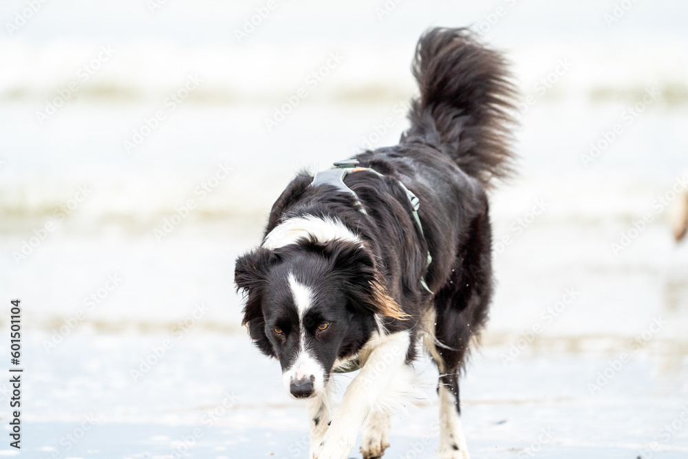 Border collie on the beach Border collie on the beach