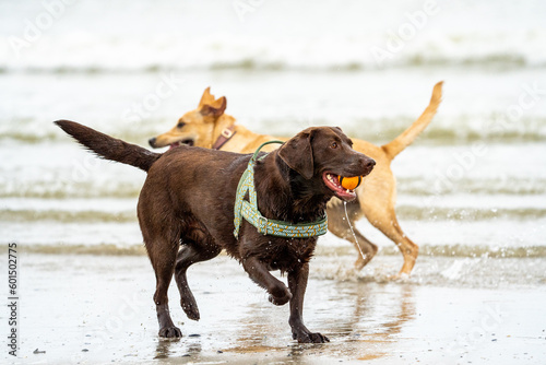 Brown labrador at the beach