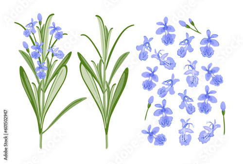 Set of rosemary flowers and branches. Vector illustration isolated on a white background.